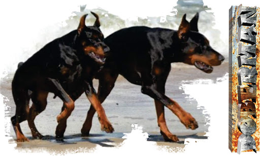 79+ Doberman Dog Price In Delhi