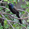 Common Grackle