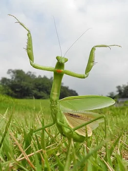 カマキリの復習