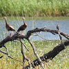 Black-bellied whistling duck