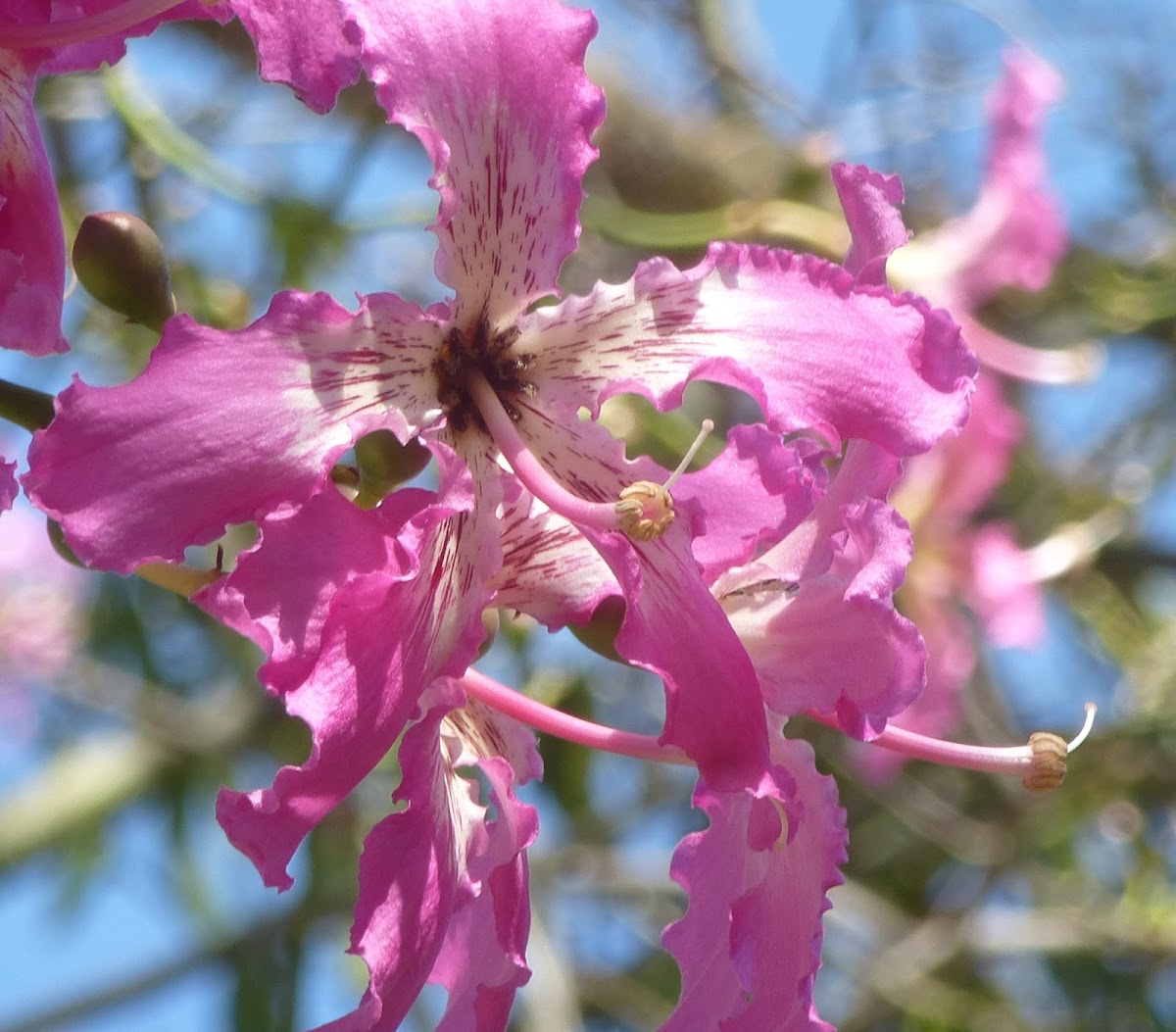 Pink Trumpet Tree