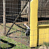 East African Crowned Crane