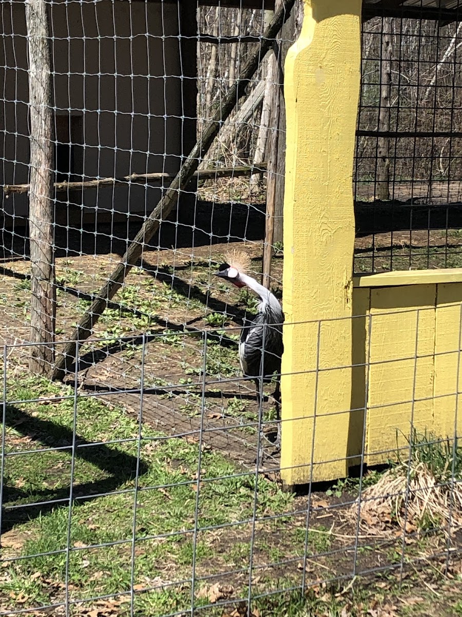 East African Crowned Crane