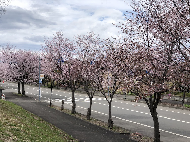 デミオのデミオ・さくら🌸・愛車撮影に関するカスタム事例の投稿画像3枚目