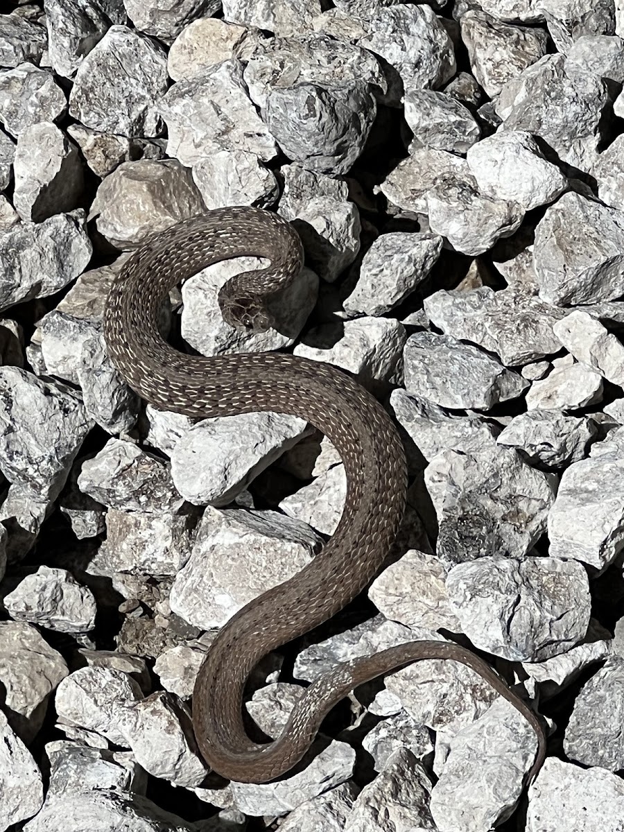 Dekay's brownsnake