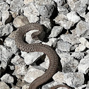 Dekay's brownsnake