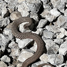 Dekay's brownsnake