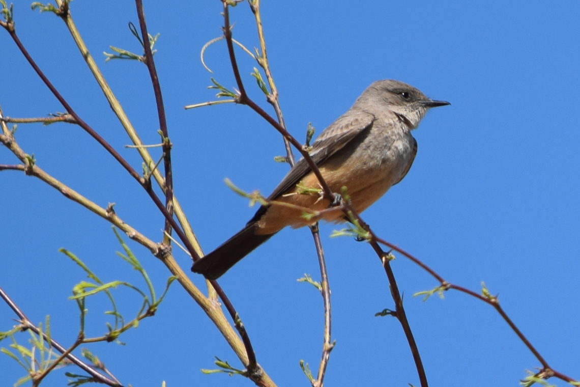 Say's Phoebe