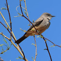 Say's Phoebe