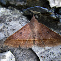 Erebid Moth