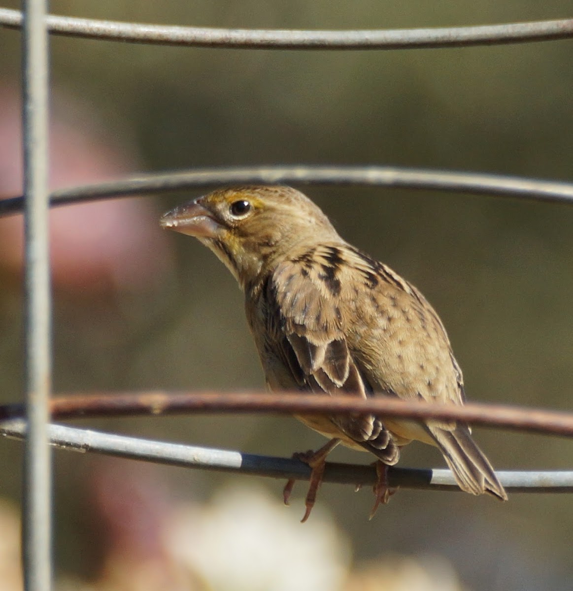 Dickcissel