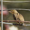 Dickcissel