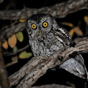 Whiskered Screech-Owl