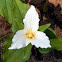 Trillium