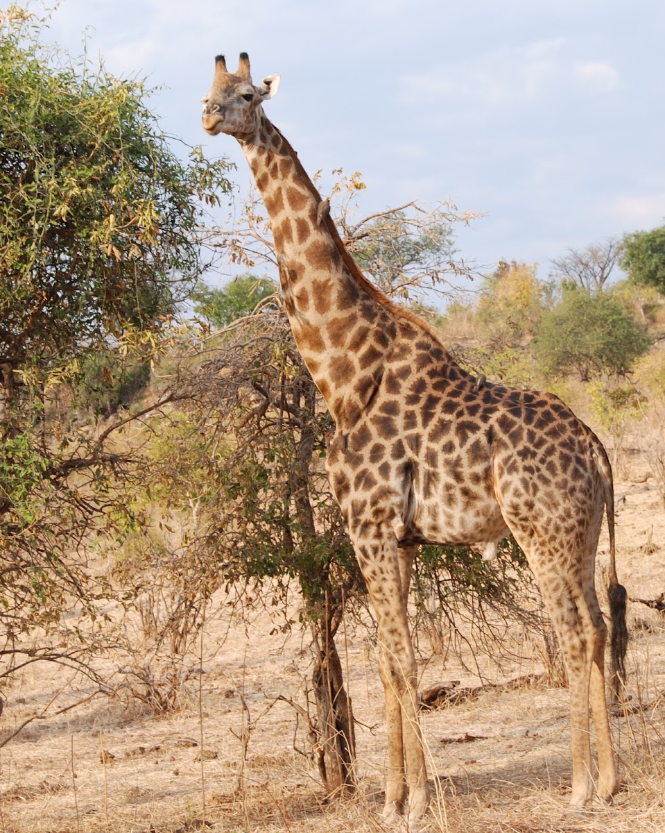 Angolan Giraffe