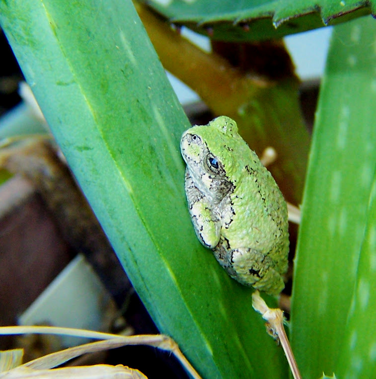 Gray Tree Frog