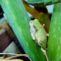 Gray Tree Frog