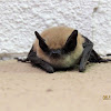 Western Pipistrelle/Canyon Bat?