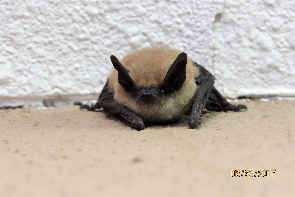 Western Pipistrelle/Canyon Bat?