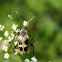 Spotted Long-horned Beetle