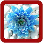 Flowers Wallpaper HD Apk