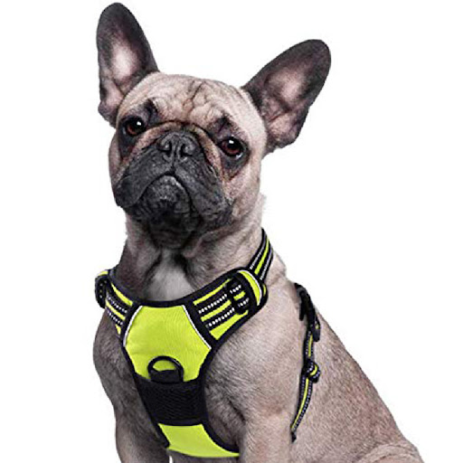 Title 5, Pet traction rope and chest strap harness provi...