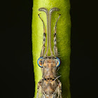 Antlion Adult form