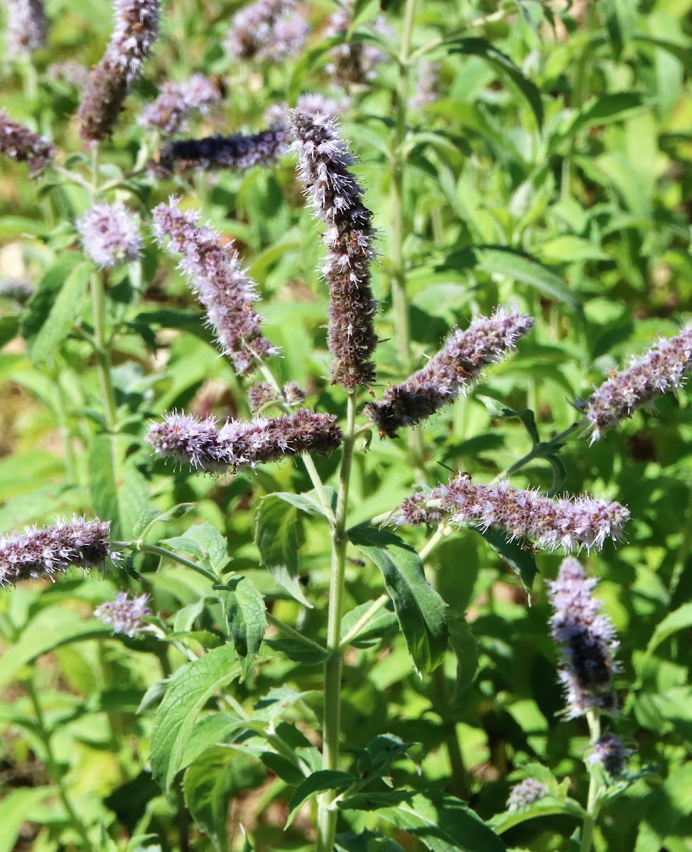 Horse Mint