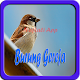 Download Kicau Burung Gereja Gacor Offline For PC Windows and Mac 1.0