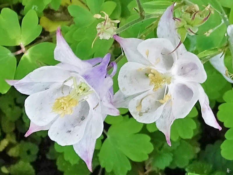 2019-05-21 LüchowSss Garten hellrosa Akeleien mit Veränderlicher Krabbenspinne (Misumena vatia)