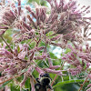 Sweet Joe Pye Weed