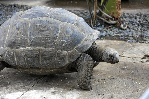 Esio the resident giant tortoise.