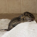 Thirteen lined ground squirrel