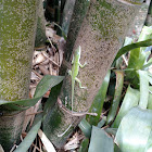 Green Anole