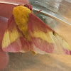 Rosy Maple Moth