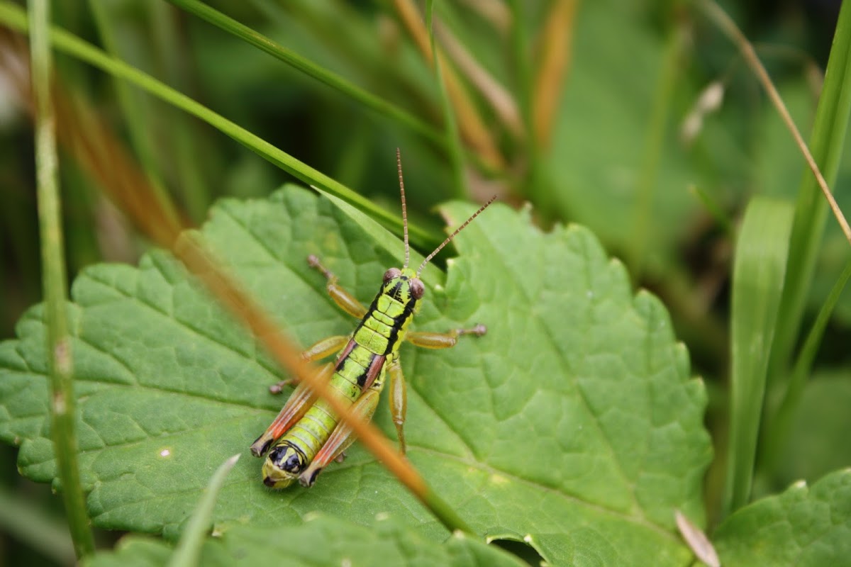 Mountain Grasshopper