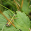 Mountain Grasshopper