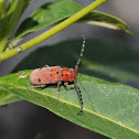 Red-femured milkweed borer