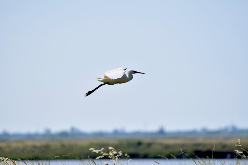 volo lagunare di s_ornella