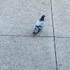 Pigeon