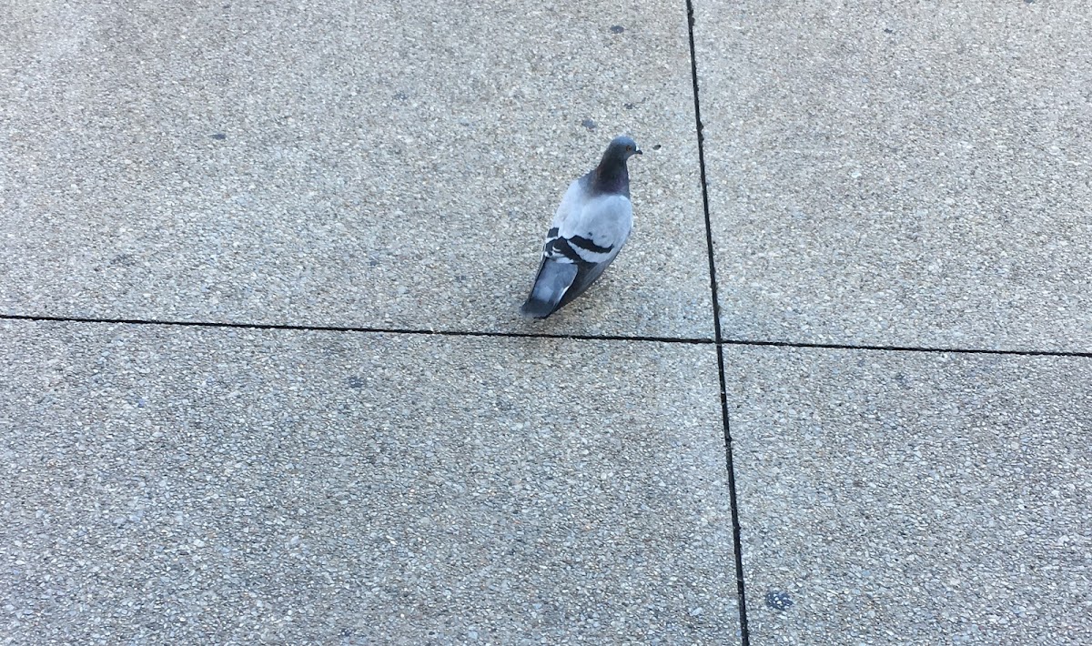 Pigeon