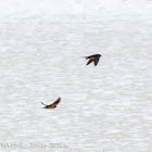 Barn Swallow