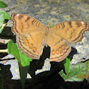 Brown Pansy