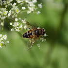 Hoverfly