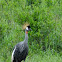 crowned crane