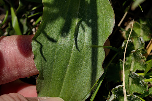 Scorzonera humilis