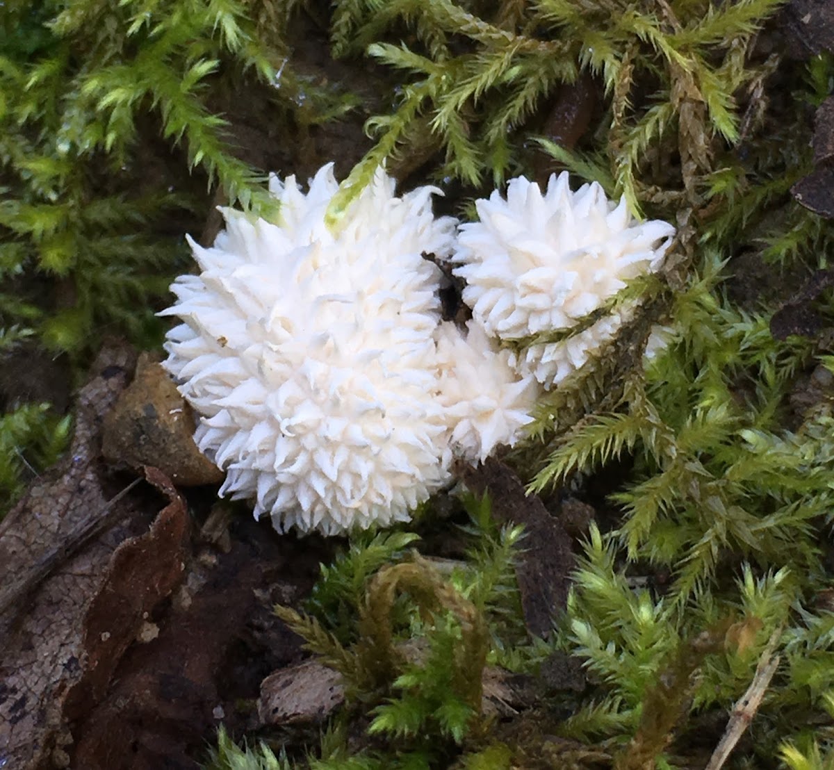 Spiny Puffball