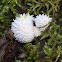 Spiny Puffball