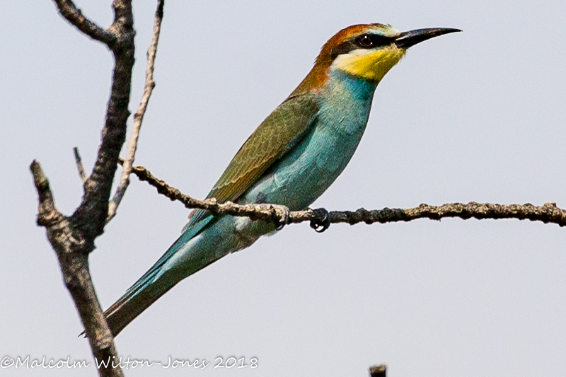 Bee-eater; Abejaruco