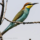 Bee-eater; Abejaruco